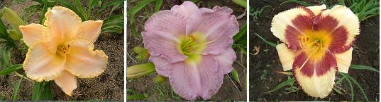 魅惑の花ヘメロカリス