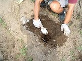 畝にジャーマンアイリスを植える穴を掘る