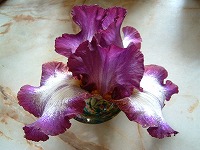 ガラスの杯に挿したジャーマンアイリスの花