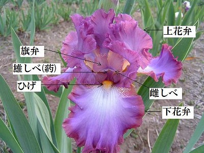 ジャーマンアイリスの花の説明（写真はロゼッタワイン）